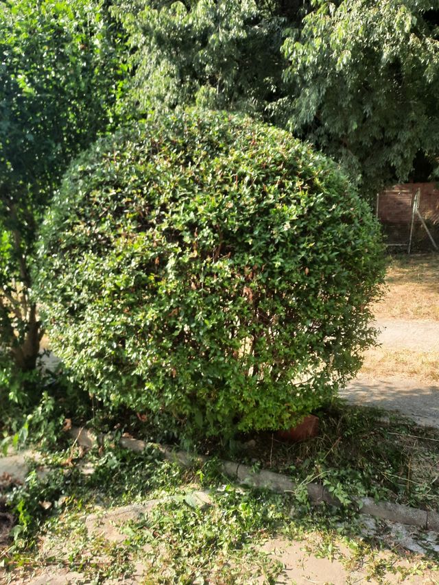 Jardinero frofecional