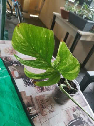 Monstera Albo Variegata