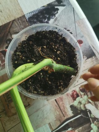 Monstera Albo Variegata