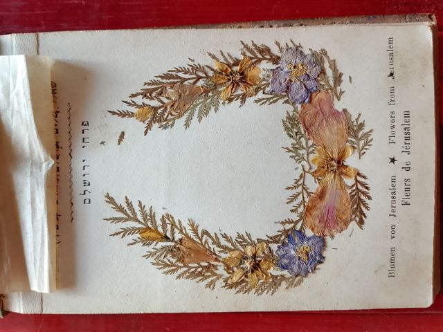 Libro botanica Gerusalemme primi '900