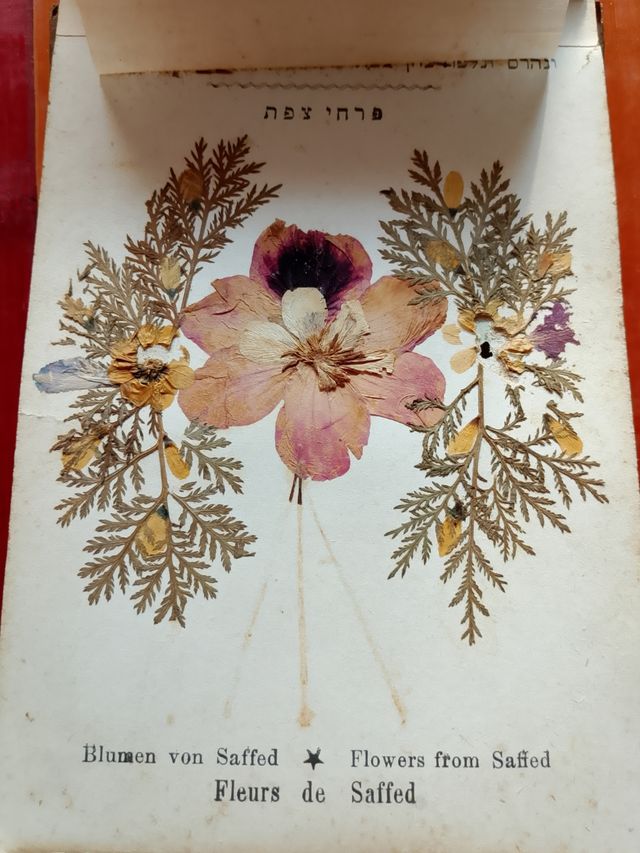 Libro botanica Gerusalemme primi '900