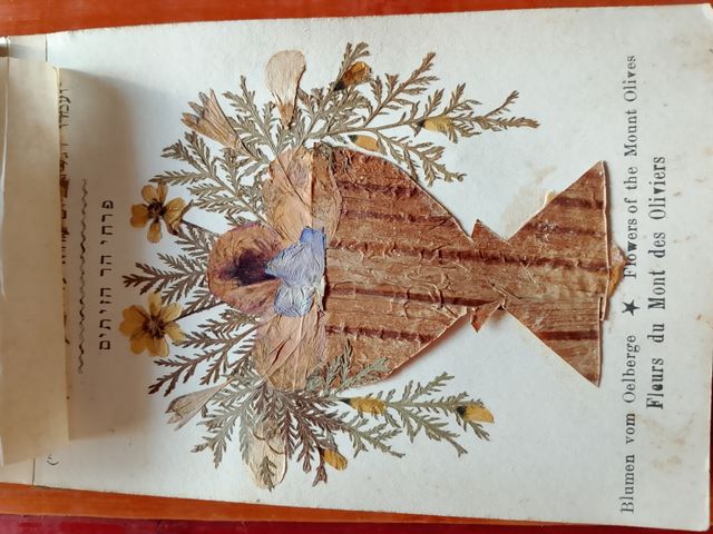 Libro botanica Gerusalemme primi '900