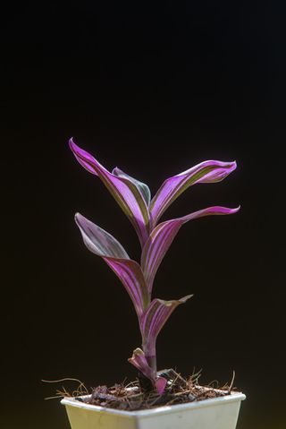 Planta colgante flor Amor de hombre