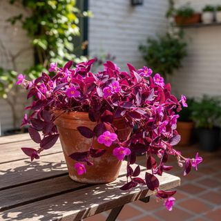 Planta colgante flor Amor de hombre