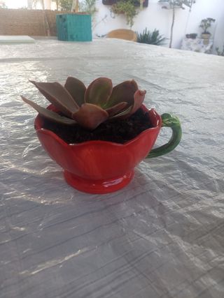 Planta Kalanchoe en maceta roja
