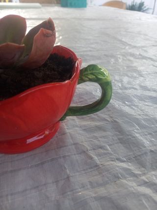 Planta Kalanchoe en maceta roja