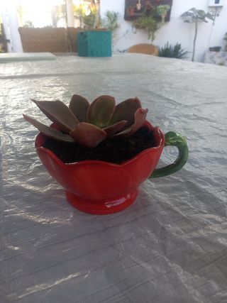 Planta Kalanchoe en maceta roja