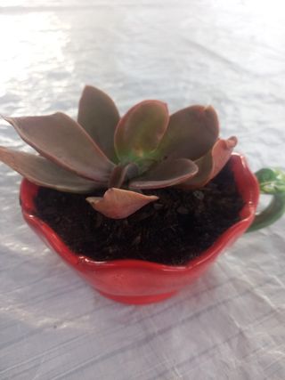 Planta Kalanchoe en maceta roja