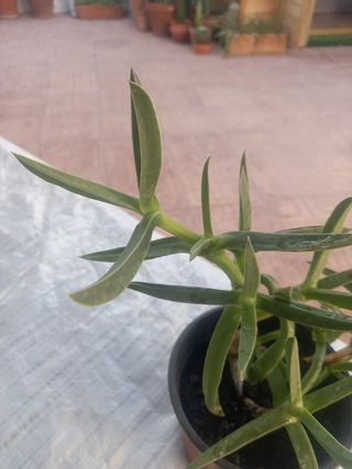 Planta Uña de León