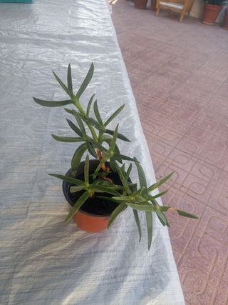 Planta Uña de León