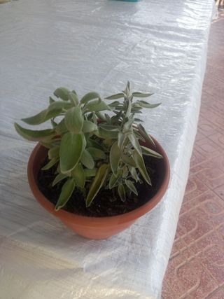 Planta de salvia en maceta