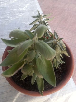 Planta de salvia en maceta