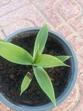 Planta Cuello de Cisne