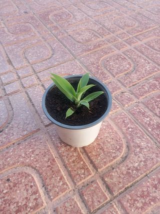Planta Cuello de Cisne