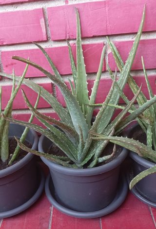 Plantas de Aloe Vera en Maceta