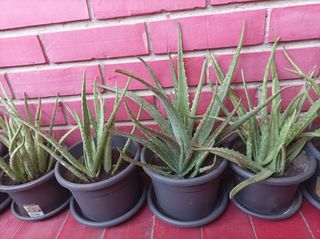 Plantas de Aloe Vera en Maceta
