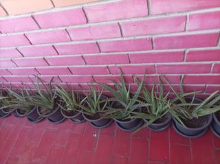Plantas de Aloe Vera en Maceta