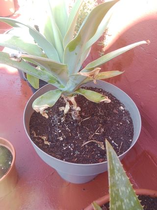 Planta tipo palmera