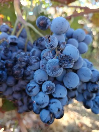 Uvas para vino - Cosecha fresca