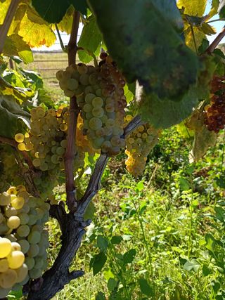 Uvas para vino - Cosecha fresca