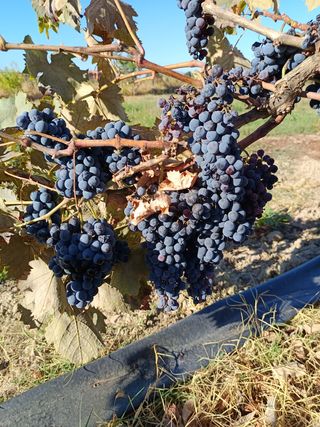 Uvas para vino - Cosecha fresca
