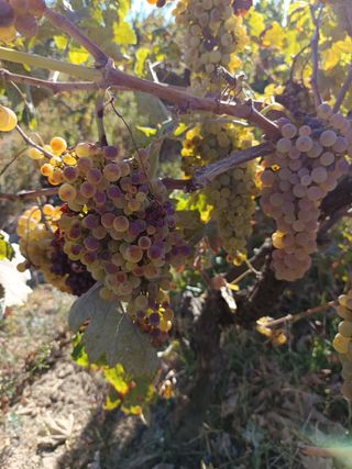 Uvas para vino - Cosecha fresca