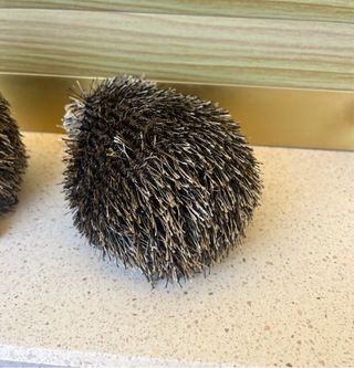 Pack de 2 figuras de erizos otoño pequeños.