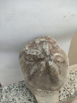 Clypeaster para decoración