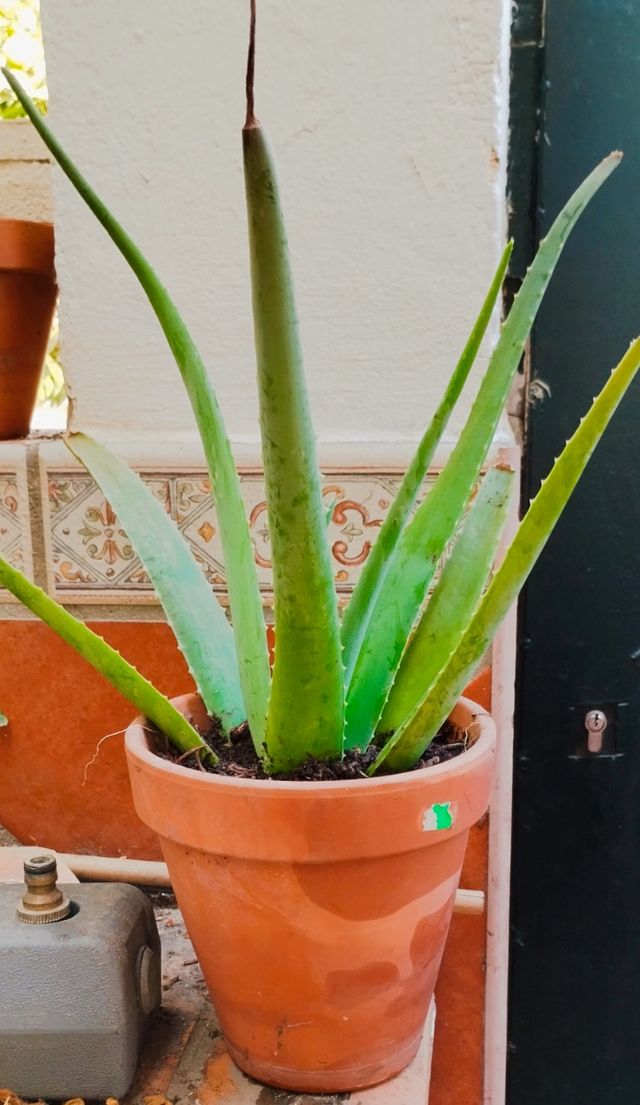 Planta de Áloe Vera en maceta de barro