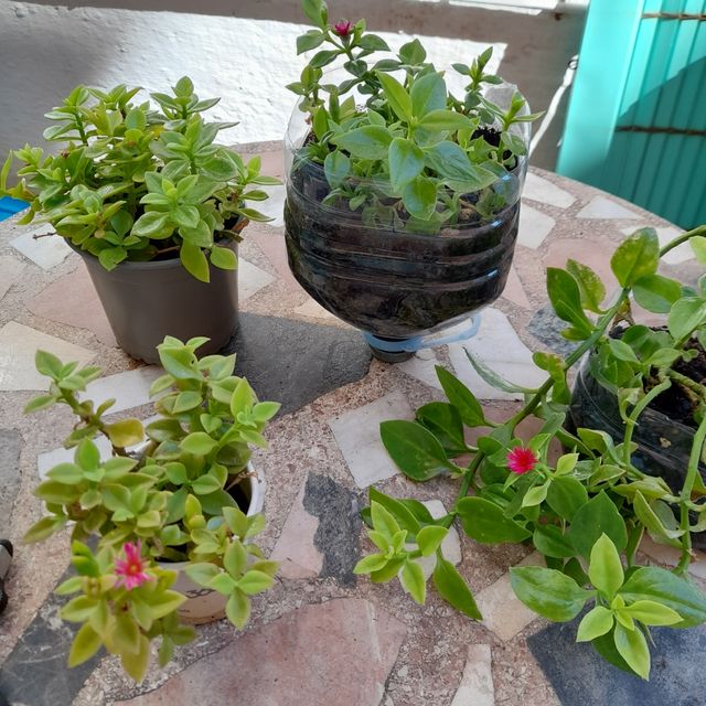 Pianta succulenta Aptenia cordifolia