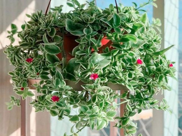 Pianta succulenta Aptenia cordifolia