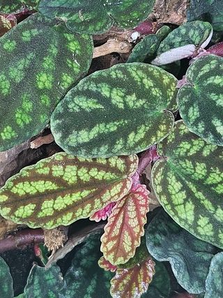 Pellionia pulchra - Piantine per terrario