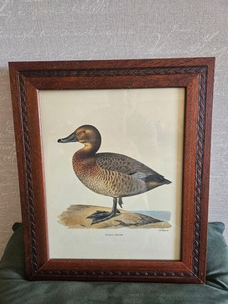 Cuadro de pato Nyroca Ferina