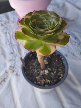 Aeonium Green Rose variegado. Colección