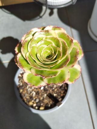 Aeonium Green Rose variegado. Colección