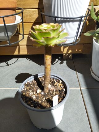 Aeonium Green Rose variegado. Colección