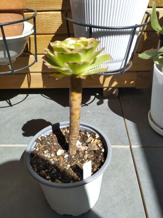 Aeonium Green Rose variegado. Colección