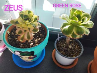 Aeonium Green Rose variegado. Colección