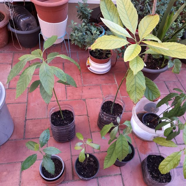 Avocado o albero di avocado