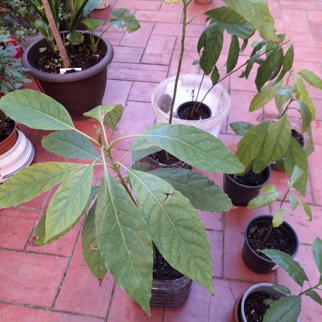 Avocado o albero di avocado