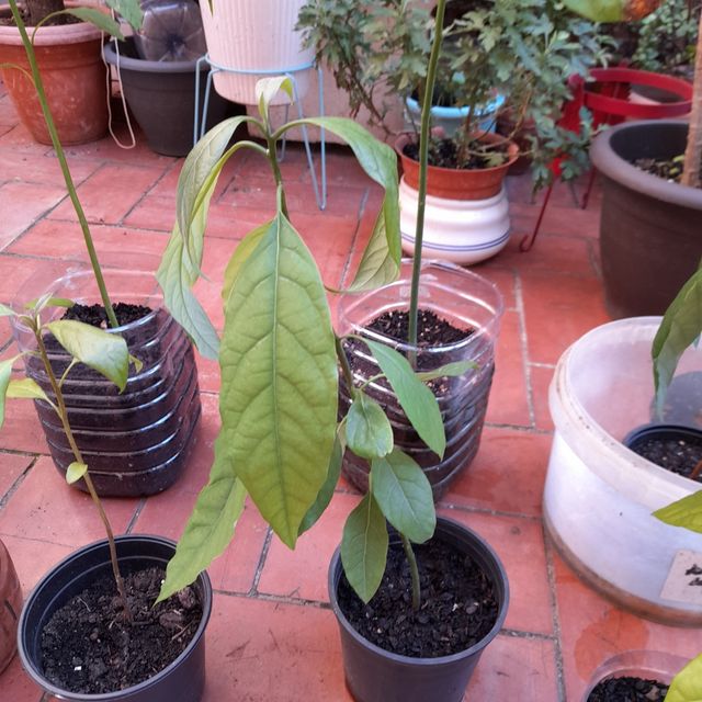 Avocado o albero di avocado