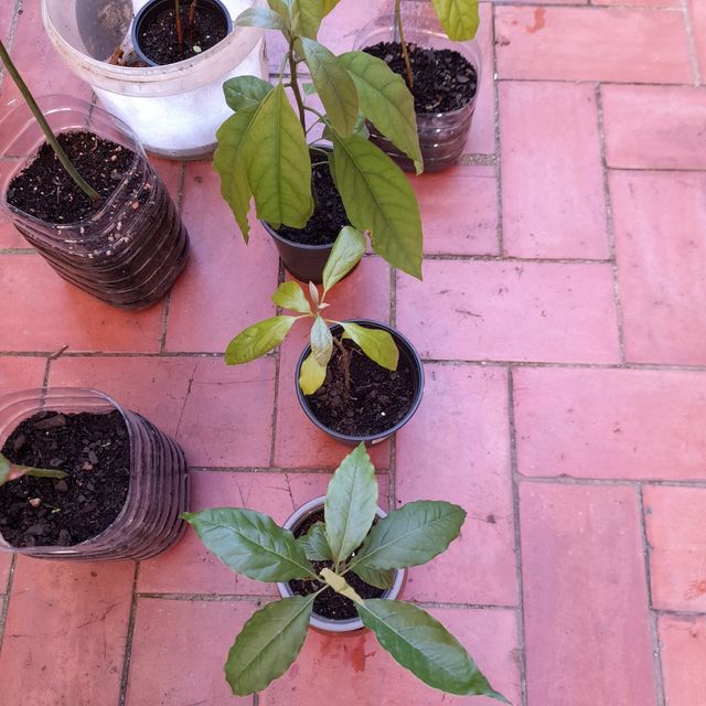 Avocado o albero di avocado