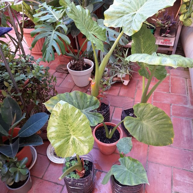 Piante di Alocasia o Marquise