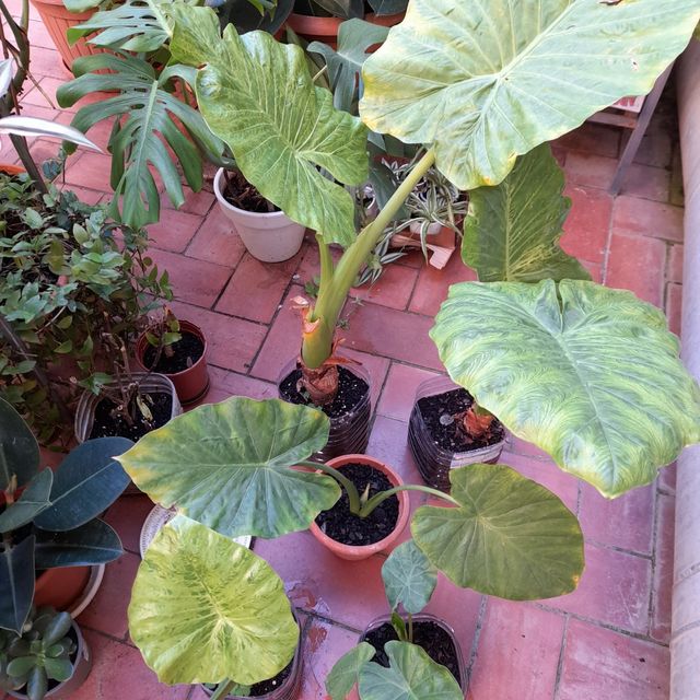 Piante di Alocasia o Marquise