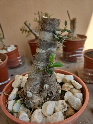 Olivo Pre Bonsái