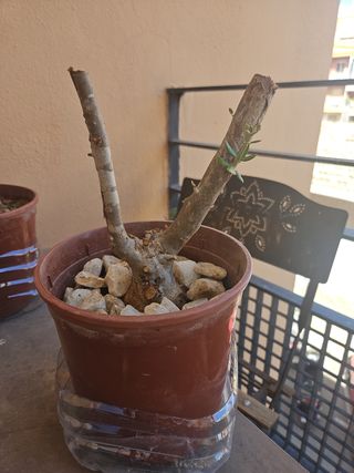 Olivo pre bonsai