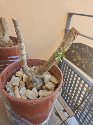 Olivo pre bonsai