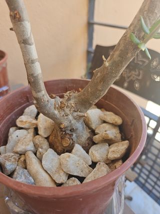 Olivo pre bonsai