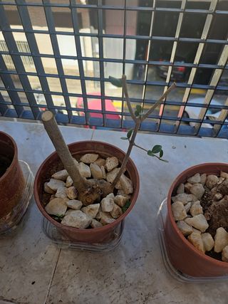 Olivo pre bonsai