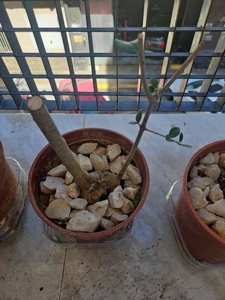 Olivo pre bonsai